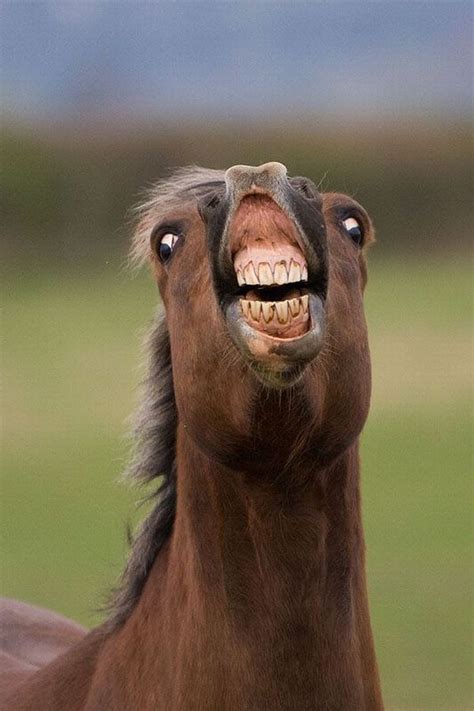 funny pics of horses|30,000+ Free Funny Horse & Horse。